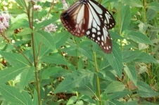 ギャラリーサムネイル：アサヒマダラ飛来2の写真