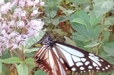 ギャラリーサムネイル：アサギマダラ飛来1の写真